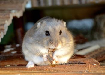 Quelle verdure pour hamster ?