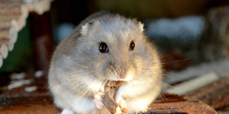 Quelle verdure pour hamster ?