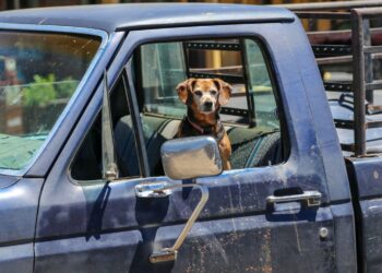 Quelle voiture quand on a un chien ?