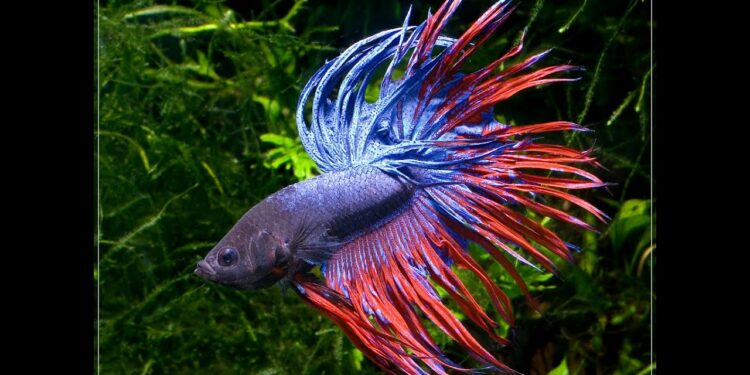 Quelles crevettes avec un Betta ?