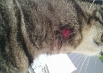 Quelles croquettes pour chat qui se gratte ?