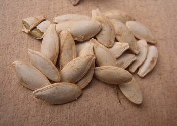 Quelles graines mangent les moineaux ?