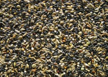 Quelles graines ne pas donner aux oiseaux ?