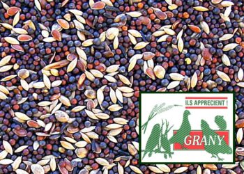 Quelles graines ne pas donner aux oiseaux ?