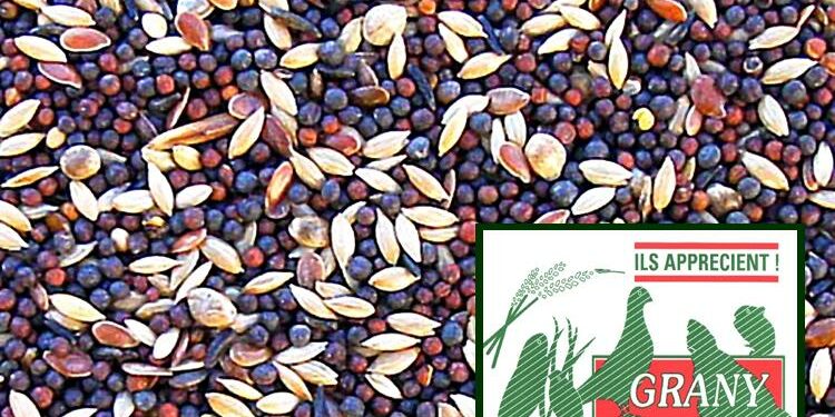 Quelles graines ne pas donner aux oiseaux ?