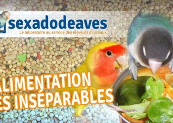 Quelles graines pour les inséparables ?