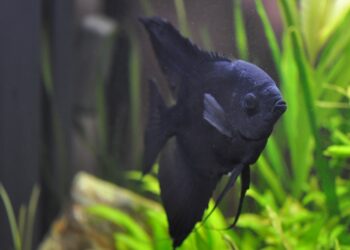 Quelles plantes avec des scalaires ?