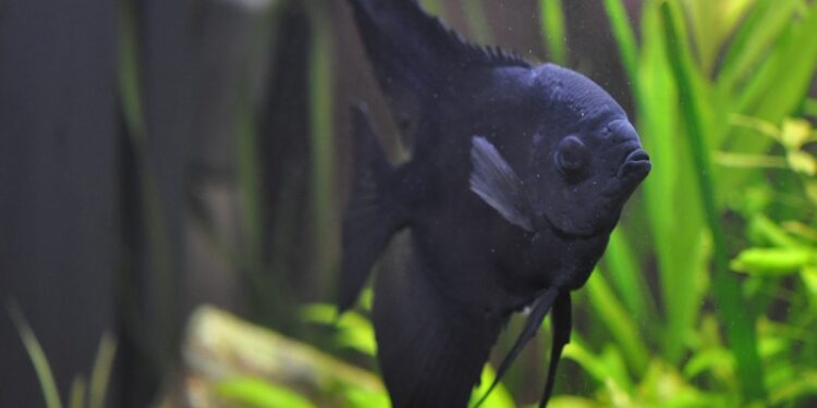 Quelles plantes avec des scalaires ?