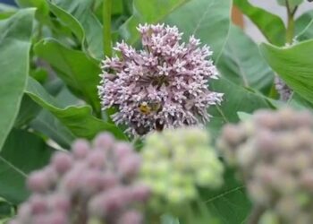 Quelles plantes sont toxiques pour les perruches ?