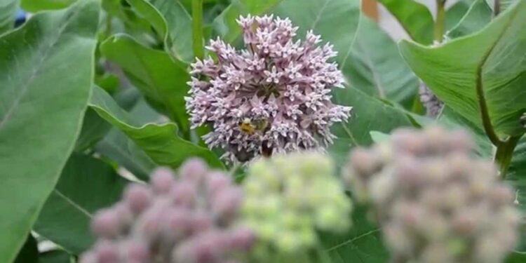 Quelles plantes sont toxiques pour les perruches ?