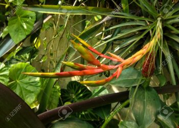 Quelles plantes sont toxiques pour les perruches ?