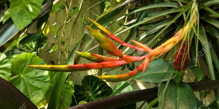 Quelles plantes sont toxiques pour les perruches ?