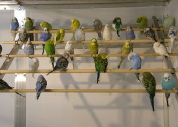 Quelles plantes sont toxiques pour les perruches ?