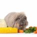 Quelles sont les aliments toxiques pour les lapins ?