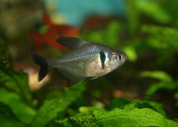 Quelles sont les araignées dangereuses en France ?