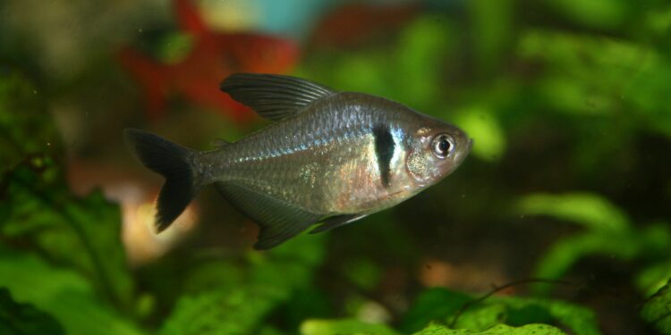 Quelles sont les araignées dangereuses en France ?