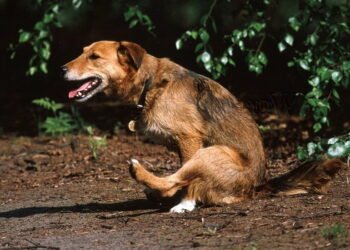 Quelles sont les causes d'une mauvaise haleine ?