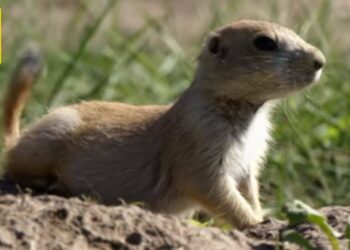 Quelles sont les cris des animaux ?