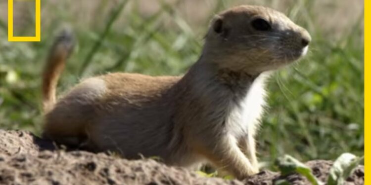 Quelles sont les cris des animaux ?