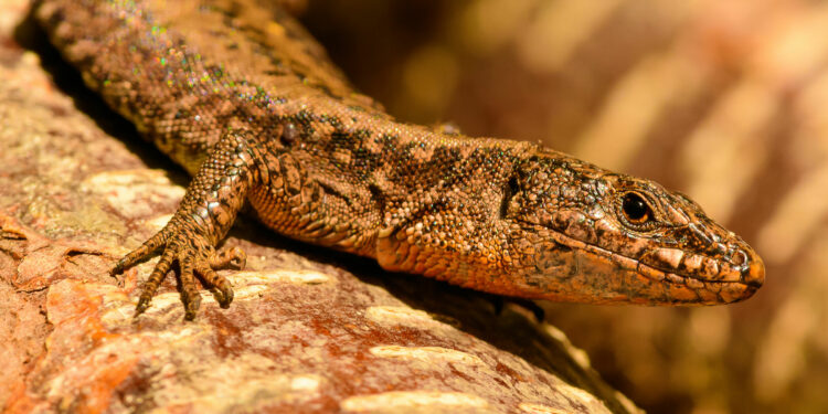 Quelles sont les dangers des lézards ?