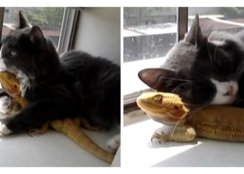 Quelles sont les dangers des lézards ?