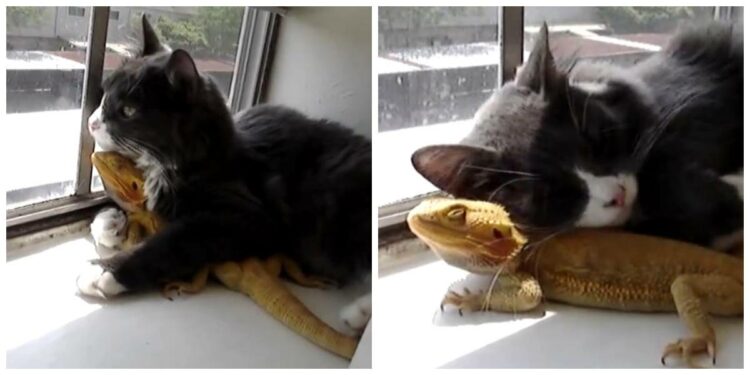 Quelles sont les dangers des lézards ?