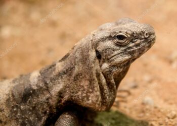 Quelles sont les dangers des lézards ?