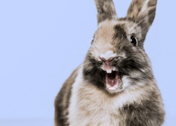 Quelles sont les différences entre les rongeurs et les lagomorphes ?