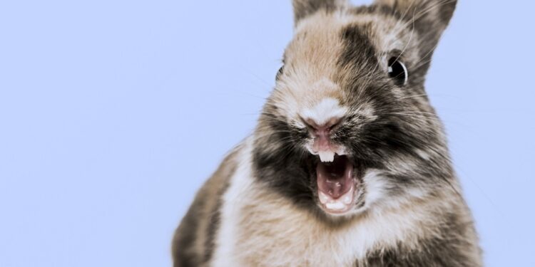 Quelles sont les différences entre les rongeurs et les lagomorphes ?