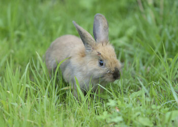 Quelles sont les différences entre les rongeurs et les lagomorphes ?