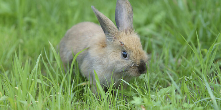 Quelles sont les différences entre les rongeurs et les lagomorphes ?