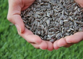 Quelles sont les graines préférées des mésanges ?