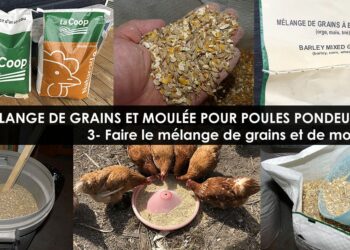 Quelles sont les graines préférées des poules ?