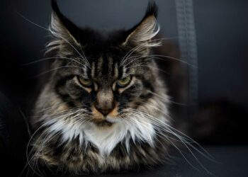 Quelles sont les maladies du Maine Coon ?