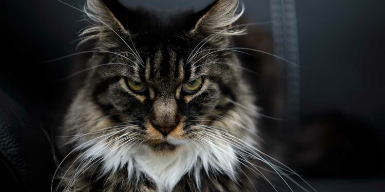 Quelles sont les maladies du Maine Coon ?
