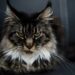 Quelles sont les maladies du Maine Coon ?