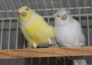 Quelles sont les maladies du canari ?