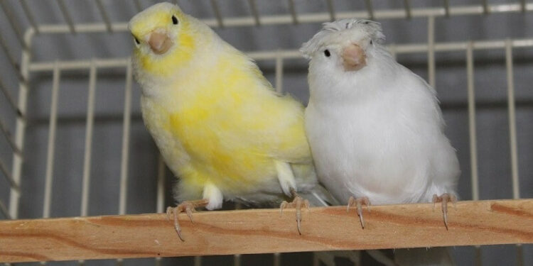 Quelles sont les maladies du canari ?