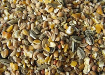 Quelles sont les meilleures graines pour les poules ?