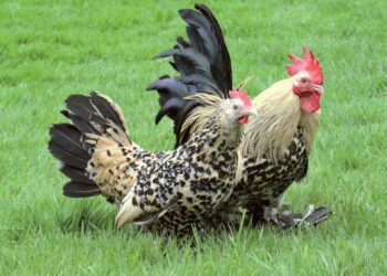 Quelles sont les meilleures poules naines ?