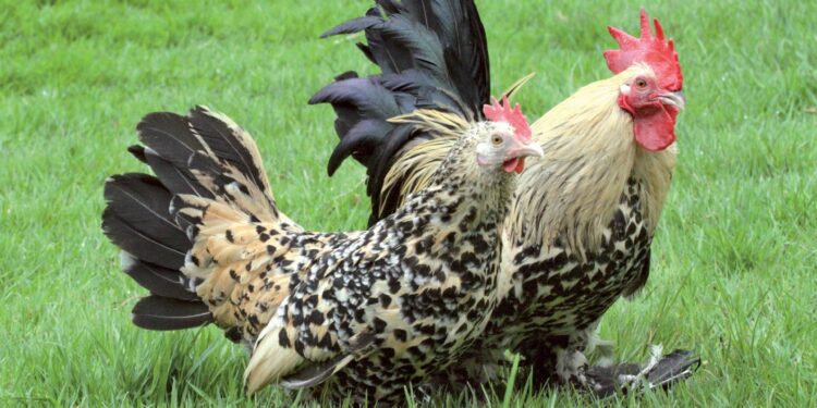 Quelles sont les meilleures poules naines ?