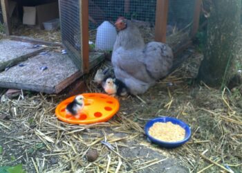 Quelles sont les meilleures races de poules pondeuses ?