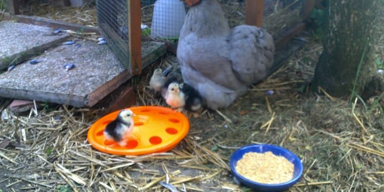 Quelles sont les meilleures races de poules pondeuses ?