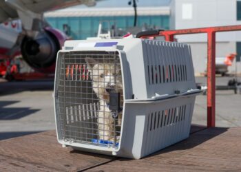 Quelles sont les normes IATA ?