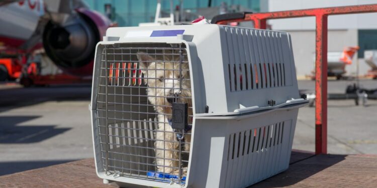 Quelles sont les normes IATA ?