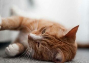 Quelles sont les odeurs qui repoussent les chats ?