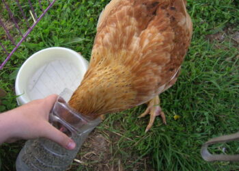 Quelles sont les parties de la poule ?