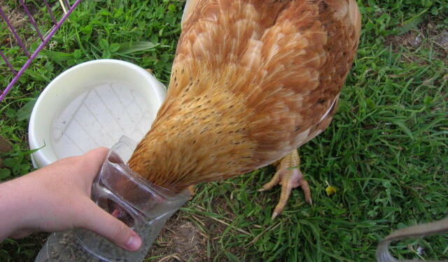 Quelles sont les parties de la poule ?