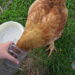 Quelles sont les parties de la poule ?