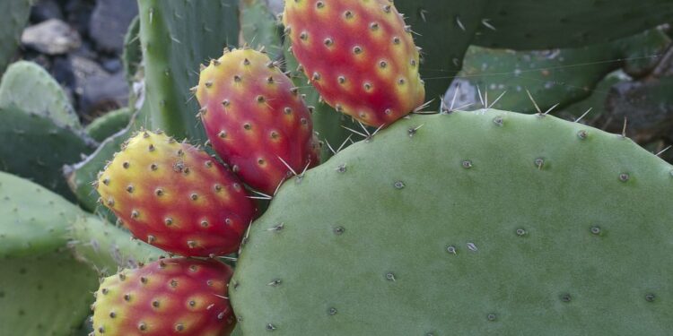 Quelles sont les plantes toxiques pour les tortues de terre ?